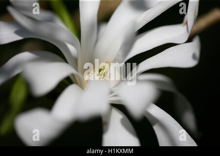die atemberaubende Magnolia Stellata einen frühen Frühling Schönheit Jane Ann Butler Fotografie JABP1386 Stockfoto