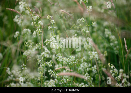 Englisch Hedge-Labkraut, die diese Pflanze einmal verwendet wurde, um Milch für die Käseherstellung Jane Ann Butler Fotografie JABP1362 gerinnen Stockfoto