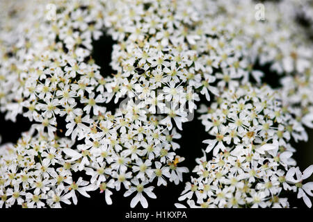 Hecke und Landschaft Wildblumen - gemeinsame Bärenklau, Arzneimittel, pflanzliche Blume Jane Ann Butler Fotografie JABP1371 Stockfoto