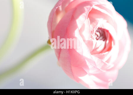 öffnen rosa Ranunkeln - Energie Jane Ann Butler Fotografie JABP1519 Stockfoto