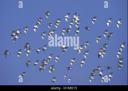 Kampflaeufer, Philomachus Pugnax, Niedersachsen, Deutschland (Philomachus Pugnax) Stockfoto