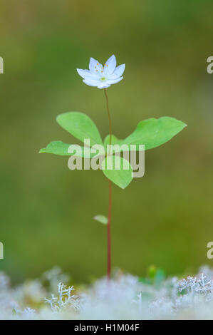 Siebenstern (Trientalis Europaea) Stockfoto