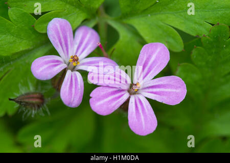 Stinkender Storchenschnabel, Niedersachsen, Deutschland (Geranium Robertianum) Stockfoto