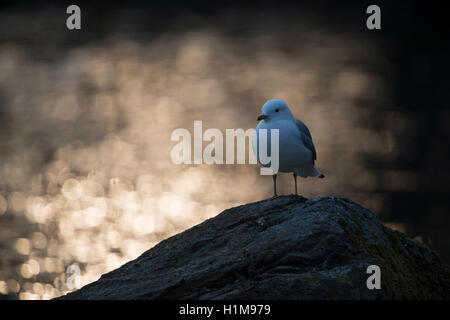 Mew Gull / Sturmmoewe (Larus Canus), Erwachsenen Vogel Zucht Kleid, ruht auf einem Rock, schöne Hintergrundbeleuchtung Stimmung. Stockfoto