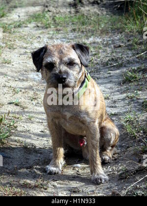 Border Terrier sitzend auf dem Weg Stockfoto