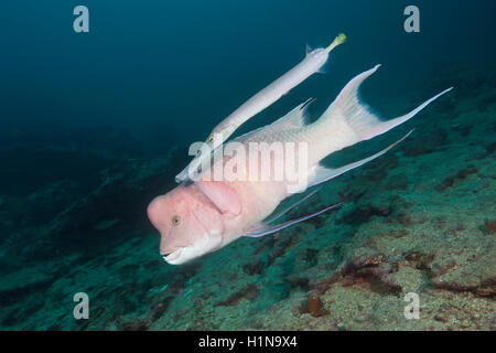 Mexikanische Lippfische begleitet von Trumpetfish, Bodianus Diplotaenia, Cousins Rock, Insel Santiago, Galapagos, Ecuador Stockfoto