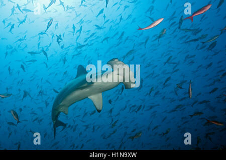 Bogenstirn-Hammerhai, Sphyrna lewinii, Bogen, Darwin Insel, Galapagos, Ecuador Stockfoto