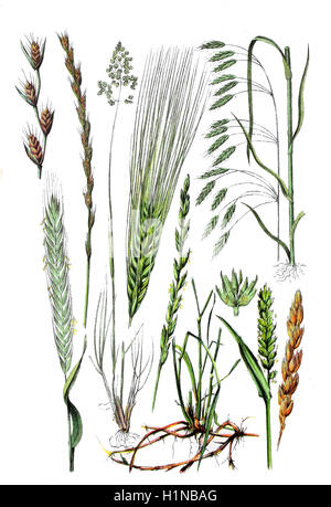 Unkraut, vergiften Unkraut, Unkraut Weidelgras Lolium Temulentum (1. Und 2. links oben), Roggen, Secale Cereale (Fussteil links), Kentucky Bluegrass, glatt Wiese-Rasen, Poa Pratensis (2. von links Fussteil), Gerste, Hordeum Vulgare (Zentrum, 4. von links), Quecken, Elymus Repens (Fussteil, 3. Und 4. von links), Brot, Weizen, Triticum Aestivum (richtige Fussteil), Roggen Brome, Bromus Secalinus (oben rechts) Stockfoto