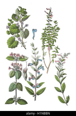 Boden-Efeu, Glechoma Hederacea (oben links), Katze Thymian, Teucrium Marum (oben rechts), wilde Basilikum, Clinopodium Vulgare (Fussteil links), gemeinsame Helmkraut, Helmkraut Galericulata (Fussteil Mitte), Wand Gamander Teucrium Chamaedrys (Fussteil rechts) Stockfoto