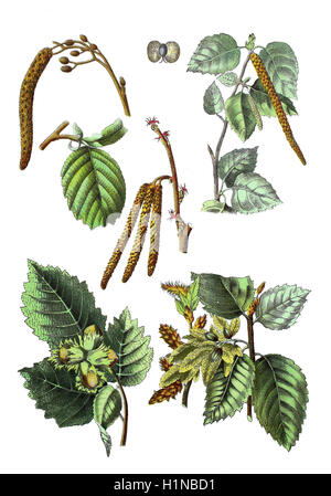 Schwarzerle, Alnus Glutinosa (oben links), Birke, Betula Pendel SY: B. Alba, B. verzweigt (oben rechts), gemeinsame Hasel, Corylus Avellana (Fussteil links Und Mitte), gemeinsame Hainbuche, Carpinus Betulus (Fussteil rechts) Stockfoto