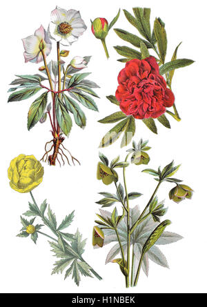 Christrose, Helleborus Niger (oben links), gemeinsame Pfingstrose, Paeonia Officinalis (oben rechts), Globeflower, Trollblume Europaeus (Fussteil links), grüne Nieswurz, Helleborus Viridis (Fussteil rechts) Stockfoto