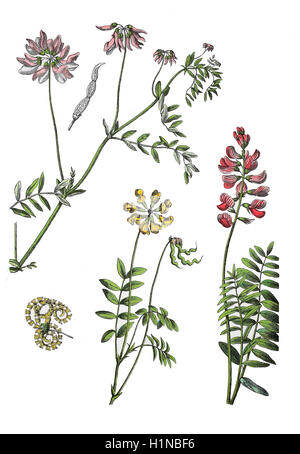 "Crownvetch, Securigera Varia (L.) Lassen; SY: Coronilla Varia L. (links oben), Hufeisen, Wicke, Hippocrepis Comosa, Center), gemeinsame Esparsette, Onobrychis Viciifolia (rechts) " Stockfoto