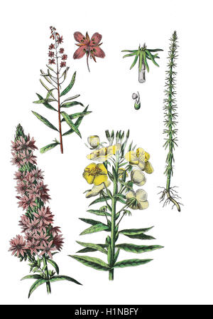 Weidenröschen, Epilobium Angustifolium (oben links), Blutweiderich, Lythrum Salicaria (Fussteil links), gemeinsame Nachtkerze, Oenothera Biennis (Fussteil rechts), Mare's-tail, Hippuris vulgaris Stockfoto