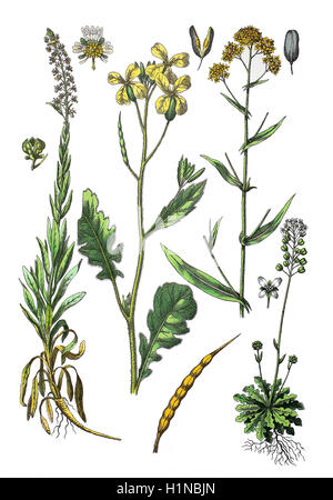 der Färberwau, Färberin Unkraut, Schweißen, Reseda Luteola (links), Hederich, Raphanus Raphanistrum (2. von links), Färberwaid, Isatis Tinctoria (oben rechts), Hirten Kresse, Teesdalia Nudicaulis (Fussteil rechts) Stockfoto