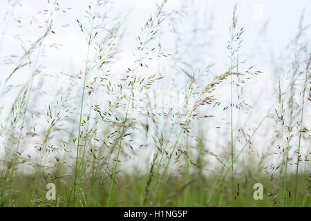 Tall Gräser im Wind in ein Framer Feld. Stockfoto