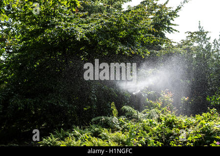 Ein feiner Sprühnebel von Wasser aus einem Sprinkler in einem öffentlichen Park-Garten. Stockfoto