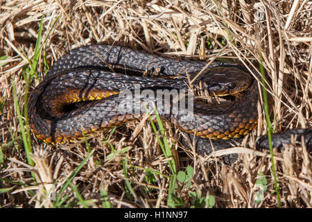 Tiger snake Notechis Scutatus aufgewickelt in Rasen Stockfoto