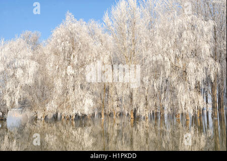 Frostigen Winterbäume auf der Donau Stockfoto