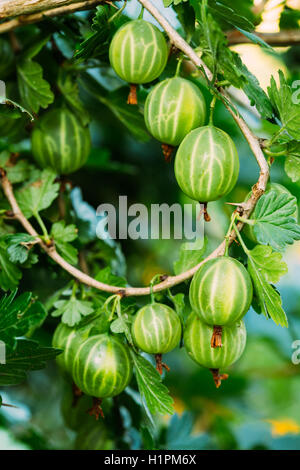 Frische grüne Stachelbeeren. Bio-Beeren Closeup auf einem Zweig der Stachelbeere Busch wachsen. Reife Stachelbeere In den Obstgarten Stockfoto