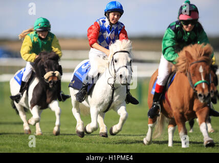 Aktion von Shetland Pony Grand National tagsüber zwei von der Cambridgeshire Meeting in Newmarket Racecourse. Stockfoto