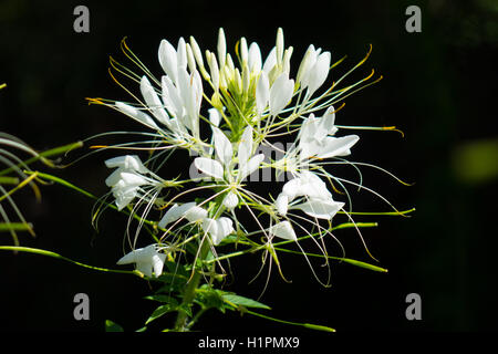 Weiße Cleome Blume mit dunklem Hintergrund Stockfoto