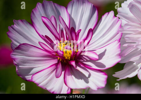 Nahaufnahme von rosa und weißen Kosmos Blume Stockfoto