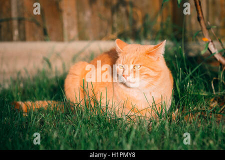 Lustige rote Katze auf Frühlingsgrün Rasen im Garten sitzen. Outdoor Portrait bei sonnigen Sommertag Stockfoto