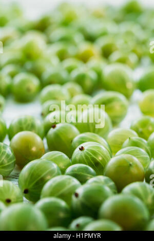 in der Nähe des Reife Frische Stachelbeeren kleine Beerenfrucht, Ribes Uva-Crispa oder Ribes Grossularia auf der weißen Tischdecke. Stockfoto