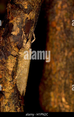 Ein nicht identifiziertes locust Arten, mhadei Wildlife Sanctuary, North Goa, Indien Stockfoto