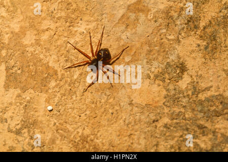 Wolfspinne, Pardosa SP., Lycosidae, Mhadei Naturschutzgebiet, Nord-Goa, Indien Stockfoto