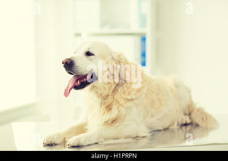Nahaufnahme von golden Retriever Hund in der Tierklinik Stockfoto