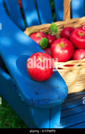 Ein Korb mit frisch gepflückten Honig knackige Äpfel auf einem Outdoor-Adirondack Stuhl sitzen. Stockfoto