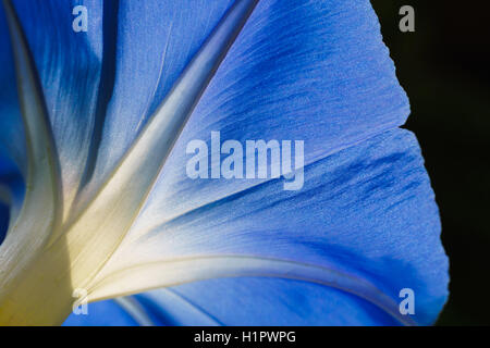 Die Sonne scheint durch eine Blaue Prunkwinde. Die Vielfalt ist Heavenly Blue. Stockfoto