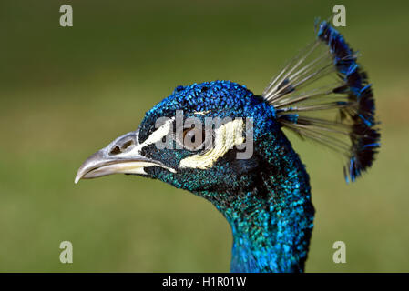 Pfau - Pavo Cristatus, Männchen, Nahaufnahme des Kopfes Stockfoto