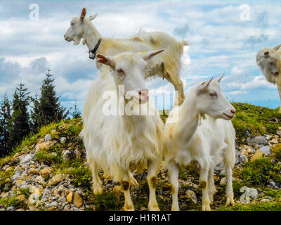 Neugierige Ziegen auf einem Berggipfel in der Schweiz Stockfoto