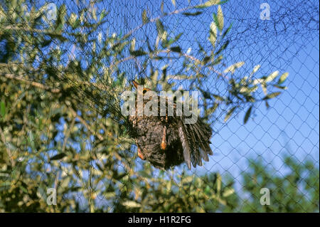 Junge Amsel (Turdus Merula) gefangen mit Netz in der Vogelberingung Station in Magione Oasis La Valle, Lago Trasimeno, Umbrien Stockfoto