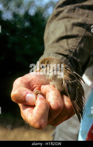 Vogelberingung Bahnhof in Magione Oasis La Valle, Lago Trasimeno, Umbrien, Italien Stockfoto