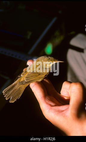 Reed Warbler (Acrocephalus Scirpaceus) in die Vogelberingung Bahnhof in Magione Oasis La Valle, Lago Trasimeno, Umbrien, Italien Stockfoto