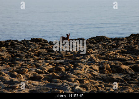 Der Pharaonenhund rein gezüchteten Malteser Hund in der traditionellen Salinen aus Xwejni Bucht auf der Insel Gozo die Schwester Insel Malta. Stockfoto