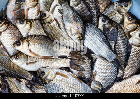 Karausche, Fischen fangen, Fluss Karpfen Stockfoto