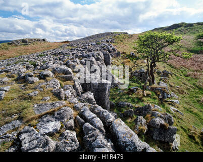 Teile des Karbon Kalkstein der Grat am Bryn Alyn in Clwydian Bereich AONB, wurden Weg in Form einer Fläche von Kalkstein Pflaster getragen. Stockfoto