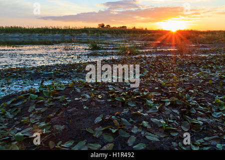 Sonnenuntergang am Ufer des verwilderten Sumpf Stockfoto