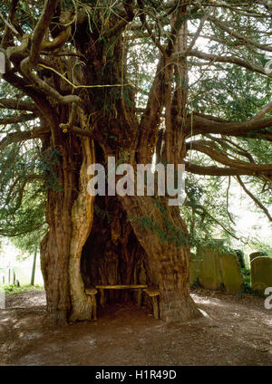 Alte hohle Eibe neben der S-Veranda viel Marcle Kirche, Herefordshire: mindestens 1.000 Jahre alt, aktuelle Forschungsergebnisse deuten darauf hin, bis zu 2.000 c. Stockfoto