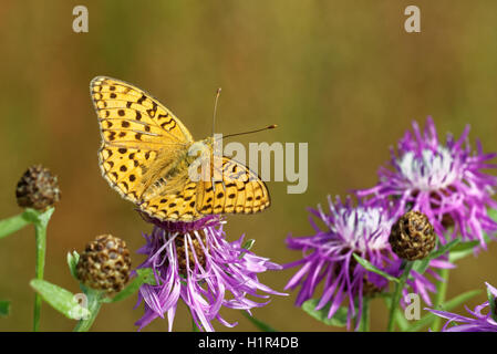 Hohe braune Fritillary (Fabriciana Adippe) Schmetterling Fütterung auf Distel Blume. Stockfoto