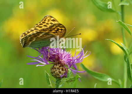 Silber-washed Fritillary ((ex Dryas) Argynnis Paphia) ist ein gemeinsamer und Variable Schmetterling gefunden über einen Großteil der Paläarktis ecoz Stockfoto