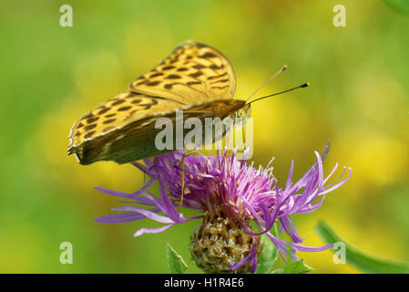 Silber-washed Fritillary ((ex Dryas) Argynnis Paphia) ist ein gemeinsamer und Variable Schmetterling gefunden über einen Großteil der Paläarktis ecoz Stockfoto