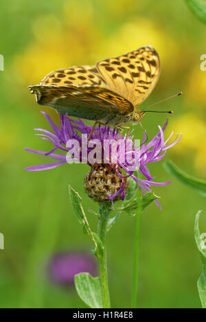 Silber-washed Fritillary ((ex Dryas) Argynnis Paphia) ist ein gemeinsamer und Variable Schmetterling gefunden über einen Großteil der Paläarktis ecoz Stockfoto