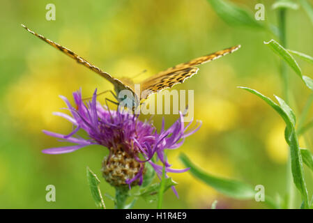 Silber-washed Fritillary ((ex Dryas) Argynnis Paphia) ist ein gemeinsamer und Variable Schmetterling gefunden über einen Großteil der Paläarktis ecoz Stockfoto