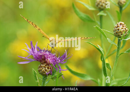 Silber-washed Fritillary ((ex Dryas) Argynnis Paphia) ist ein gemeinsamer und Variable Schmetterling gefunden über einen Großteil der Paläarktis ecoz Stockfoto