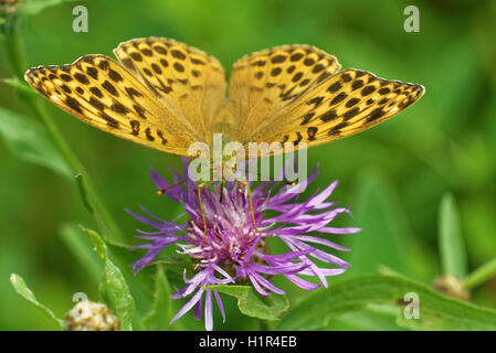 Silber-washed Fritillary ((ex Dryas) Argynnis Paphia) ist ein gemeinsamer und Variable Schmetterling gefunden über einen Großteil der Paläarktis ecoz Stockfoto